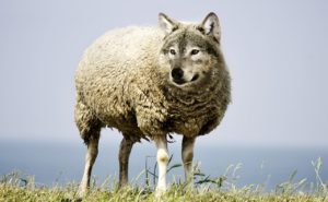 wolf in schaapskleren